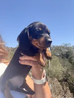 Billy Bob , a male Miniature Dachshund for sale in Moss Landing, CA – 5 of 5