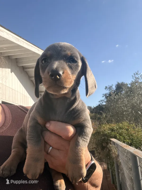 Steely  – Miniature Dachshund puppy for sale in Moss Landing, CA