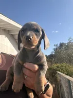 Steely , a female Miniature Dachshund for sale in Moss Landing, CA – 1 of 9