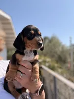 Winston , a male Miniature Dachshund for sale in Moss Landing, CA – 4 of 5