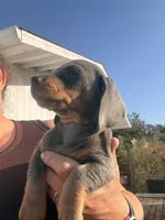 Steely , a female Miniature Dachshund for sale in Moss Landing, CA – 9 of 9