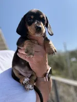 Willow , a female Miniature Dachshund for sale in Moss Landing, CA – 3 of 4