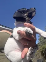  Lily Rose, a female Miniature Dachshund for sale in Moss Landing, CA – 3 of 6