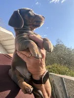 Steely , a female Miniature Dachshund for sale in Moss Landing, CA – 3 of 9