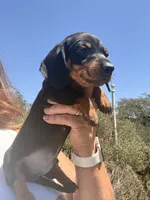 Billy Bob , a male Miniature Dachshund for sale in Moss Landing, CA – 3 of 5