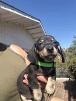 Shooky, a male Miniature Dachshund for sale in Moss Landing, CA – 2 of 6