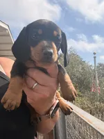 Winnie, a female Miniature Dachshund for sale in Moss Landing, CA – 4 of 5