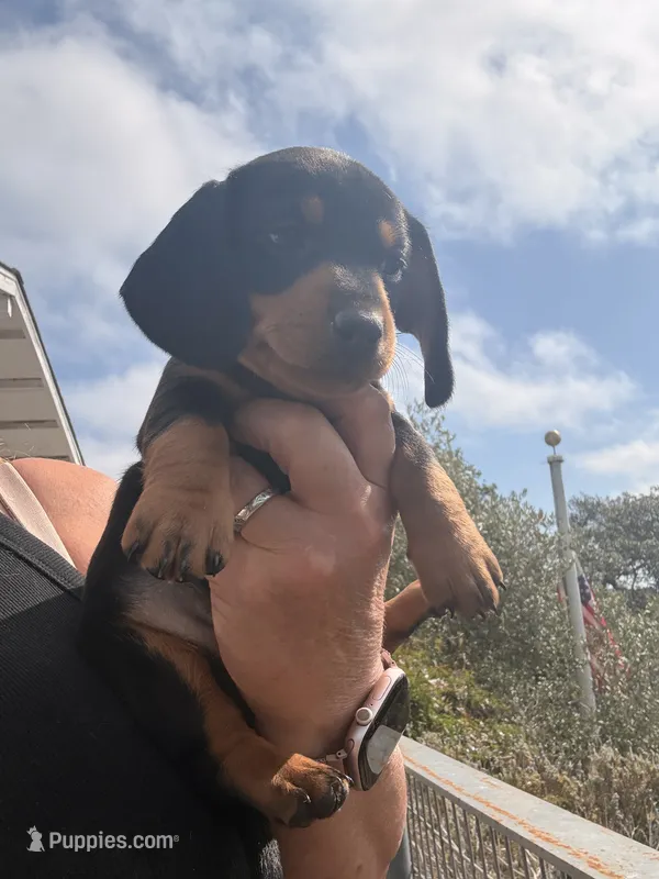 Winnie – Miniature Dachshund puppy for sale in Moss Landing, CA