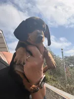 Winnie, a female Miniature Dachshund for sale in Moss Landing, CA – 1 of 5