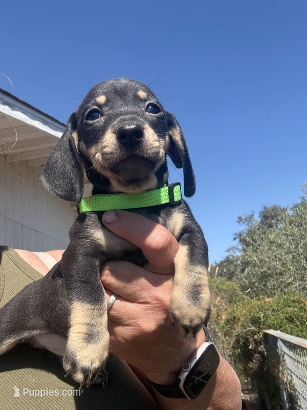 Shooky – Miniature Dachshund puppy for sale in Moss Landing, CA