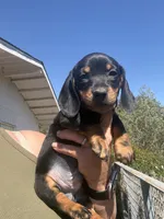 Sully, a male Miniature Dachshund for sale in Moss Landing, CA – 5 of 7
