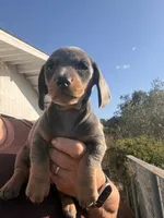 Steely , a female Miniature Dachshund for sale in Moss Landing, CA – 6 of 9