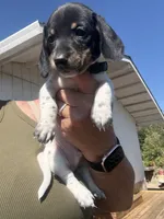 Stentson, a male Miniature Dachshund for sale in Moss Landing, CA – 5 of 8