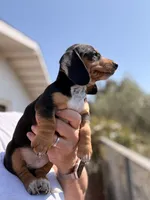 Winston , a male Miniature Dachshund for sale in Moss Landing, CA – 2 of 5