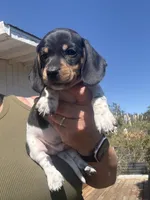 Sammy, a male Miniature Dachshund for sale in Moss Landing, CA – 4 of 6