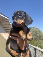 Sully, a male Miniature Dachshund for sale in Moss Landing, CA – 2 of 7