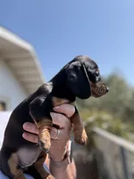 Wrinkles, a female Miniature Dachshund for sale in Moss Landing, CA – 2 of 5