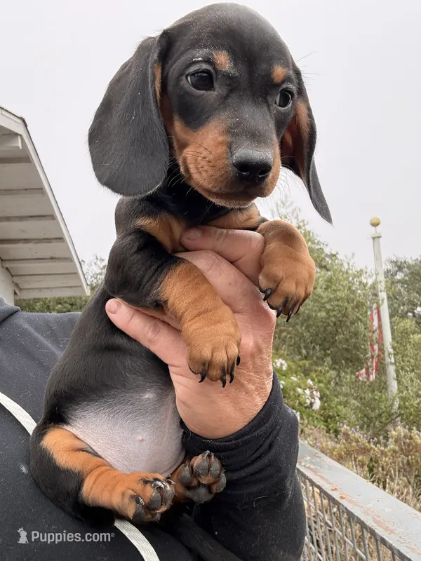 Wrinkles – Miniature Dachshund puppy for sale in Moss Landing, CA