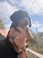 Winnie, a female Miniature Dachshund for sale in Moss Landing, CA – 5 of 5