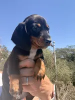 Bingo, a male Miniature Dachshund for sale in Moss Landing, CA – 3 of 4