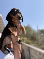Winston , a male Miniature Dachshund for sale in Moss Landing, CA – 5 of 5