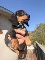 Steve, a male Miniature Dachshund for sale in Moss Landing, CA – 7 of 7