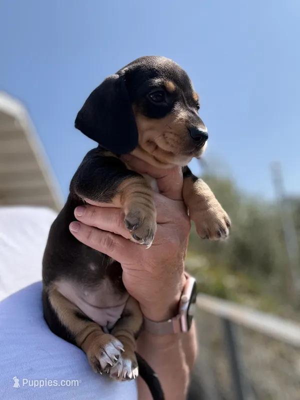 Willow  – Miniature Dachshund puppy for sale in Moss Landing, CA