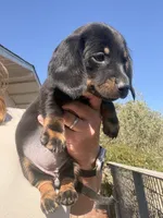 Holly Fern , a female Miniature Dachshund for sale in Moss Landing, CA – 1 of 7