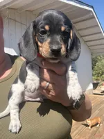 Sammy, a male Miniature Dachshund for sale in Moss Landing, CA – 1 of 6