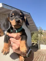 Steve, a male Miniature Dachshund for sale in Moss Landing, CA – 1 of 7