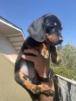 Sully, a male Miniature Dachshund for sale in Moss Landing, CA – 3 of 7