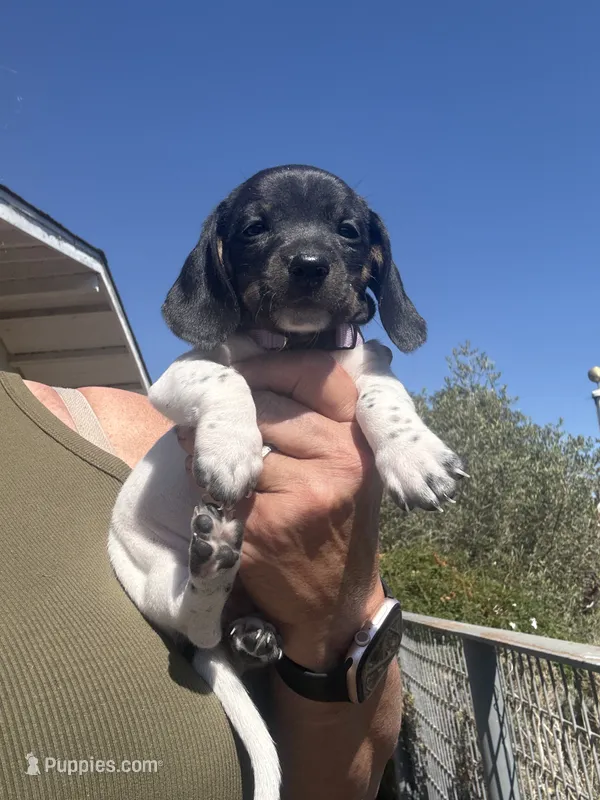  Lily Rose – Miniature Dachshund puppy for sale in Moss Landing, CA