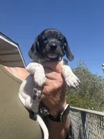 Lily Rose, a female Miniature Dachshund for sale in Moss Landing, CA – 1 of 6