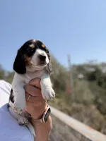 Jersey Willy , a male Miniature Dachshund for sale in Moss Landing, CA – 2 of 5