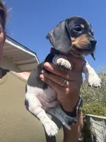 Sammy, a male Miniature Dachshund for sale in Moss Landing, CA – 2 of 6