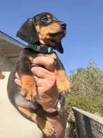 Steve, a male Miniature Dachshund for sale in Moss Landing, CA – 6 of 7