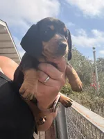 Winnie, a female Miniature Dachshund for sale in Moss Landing, CA – 3 of 5