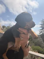 Winnie, a female Miniature Dachshund for sale in Moss Landing, CA – 2 of 5