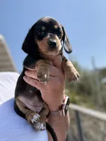 Willow , a female Miniature Dachshund for sale in Moss Landing, CA – 2 of 4