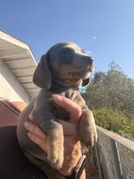 Steely , a female Miniature Dachshund for sale in Moss Landing, CA – 4 of 9
