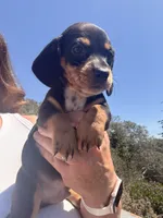 Buster , a male Miniature Dachshund for sale in Moss Landing, CA – 2 of 2