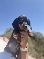 Banjo , a male Miniature Dachshund for sale in Moss Landing, CA – 3 of 4