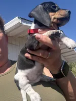 Sammy, a male Miniature Dachshund for sale in Moss Landing, CA – 5 of 6