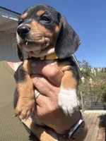 Violet Rose , a female Miniature Dachshund for sale in Moss Landing, CA – 7 of 7