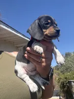 Sammy, a male Miniature Dachshund for sale in Moss Landing, CA – 6 of 6