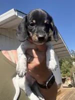 Stentson, a male Miniature Dachshund for sale in Moss Landing, CA – 6 of 8