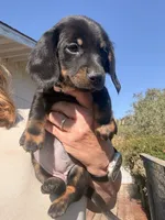 Holly Fern , a female Miniature Dachshund for sale in Moss Landing, CA – 3 of 7