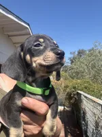 Shooky, a male Miniature Dachshund for sale in Moss Landing, CA – 4 of 6