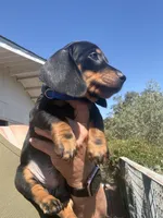 Sully, a male Miniature Dachshund for sale in Moss Landing, CA – 4 of 7