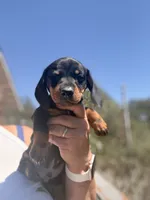 Blake , a male Miniature Dachshund for sale in Moss Landing, CA – 1 of 2